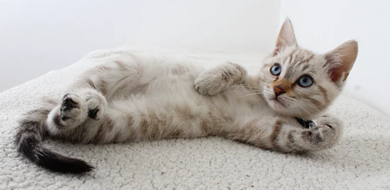 I gatti ci imitano, come i cani